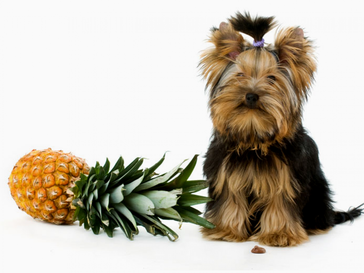 are dried pineapples bad for dogs