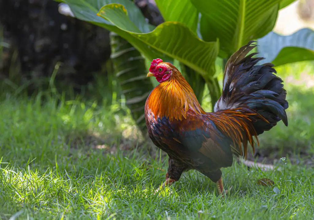 Chicken Eating Pineapple